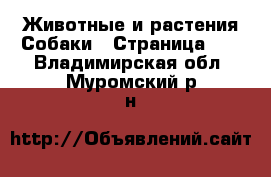 Животные и растения Собаки - Страница 15 . Владимирская обл.,Муромский р-н